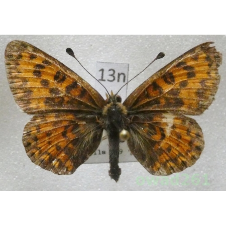 Melitaea trivia (Denis & Schiffermüller, 1775) Slovakia13n